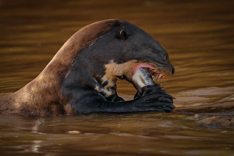 091 Noord Pantanal.jpg